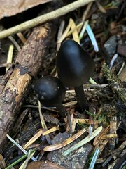 Mycena quiniaultensis
