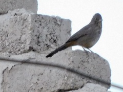 Melozone fusca