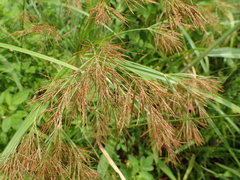Cyperus distans