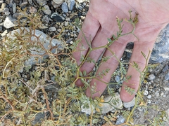 Psorothamnus arborescens