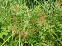 Cyperus distans
