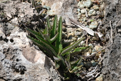Kalanchoe daigremontiana