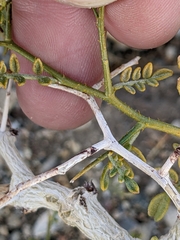Psorothamnus arborescens