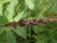 Carex appropinquata