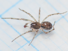 Enoplognatha mandibularis