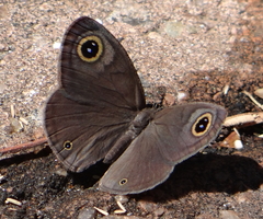 Ypthima asterope hereroica