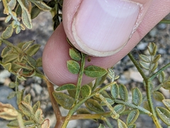 Psorothamnus arborescens