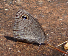 Ypthima asterope hereroica