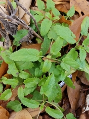 Stachys floridana