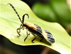 Calopteron bifasciatum