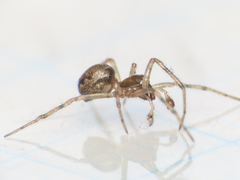 Enoplognatha mandibularis
