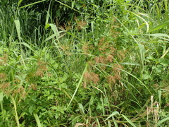 Cyperus distans