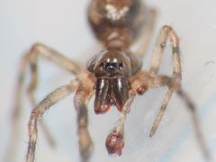 Enoplognatha mandibularis