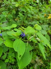 Salvia polystachia