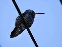 Cynanthus latirostris