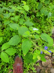 Salvia polystachia