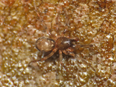 Enoplognatha mandibularis