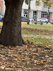 Sciurus niger