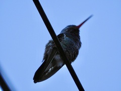 Cynanthus latirostris