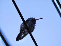 Cynanthus latirostris