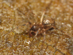 Enoplognatha mandibularis