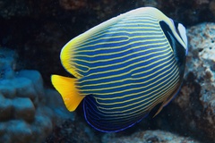 Pomacanthus imperator