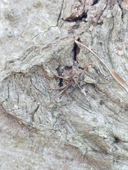 Ophiocordyceps unilateralis