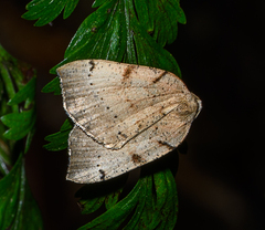 Sestra humeraria