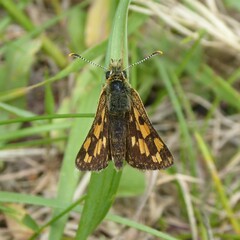 Carterocephalus