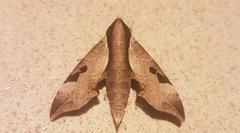 Enpinanga borneensis