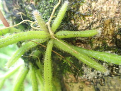 Rhipsalis