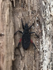 Microtomus purcis