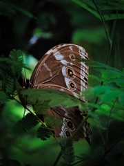 Morpho