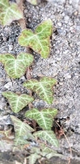 Hedera helix