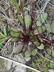 Brachyscome longiscapa