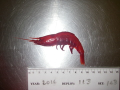 Acanthephyra pelagica