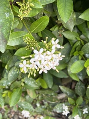 Gentianales