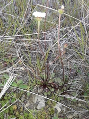 Brachyscome longiscapa