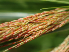 Cyperus distans