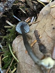 Mycena quiniaultensis