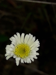 Brachyscome longiscapa