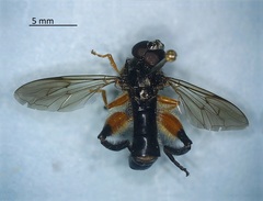 Chalcosyrphus curvaria