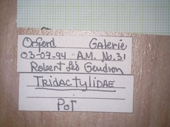 Chalcosyrphus curvaria