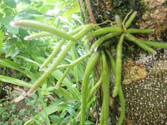 Rhipsalis