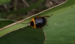 Ellipsidion