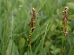 Carex tomentosa