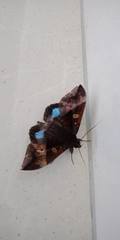 Ischyja hemiphaea