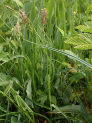 Carex tomentosa