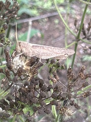 Schistocerca impleta