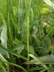 Carex tomentosa